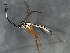  ( - 10BBCHY-0372)  @12 [ ] CreativeCommons - Attribution (2010) CBG Photography Group Centre for Biodiversity Genomics