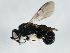  ( - 10BBCHY-0141)  @13 [ ] CreativeCommons - Attribution (2010) CBG Photography Group Centre for Biodiversity Genomics