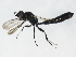  ( - 10BBCHY-0173)  @13 [ ] CreativeCommons - Attribution (2010) CBG Photography Group Centre for Biodiversity Genomics
