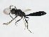  ( - 10BBCHY-0174)  @13 [ ] CreativeCommons - Attribution (2010) CBG Photography Group Centre for Biodiversity Genomics