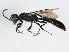  ( - 10BBCHY-0175)  @13 [ ] CreativeCommons - Attribution (2010) CBG Photography Group Centre for Biodiversity Genomics