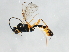  ( - 10BBCHY-0193)  @13 [ ] CreativeCommons - Attribution (2010) CBG Photography Group Centre for Biodiversity Genomics