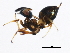  ( - 10BBCHY-0287)  @12 [ ] CreativeCommons - Attribution (2010) CBG Photography Group Centre for Biodiversity Genomics