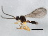  ( - 10BBCHY-0484)  @14 [ ] CreativeCommons - Attribution (2010) CBG Photography Group Centre for Biodiversity Genomics