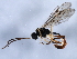  ( - 10BBCHY-0500)  @13 [ ] CreativeCommons - Attribution (2010) CBG Photography Group Centre for Biodiversity Genomics