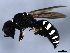  ( - 10BBCHY-0557)  @13 [ ] CreativeCommons - Attribution (2010) CBG Photography Group Centre for Biodiversity Genomics