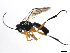  ( - 10BBCHY-0585)  @13 [ ] CreativeCommons - Attribution (2010) CBG Photography Group Centre for Biodiversity Genomics