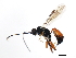  ( - 10BBCHY-0610)  @13 [ ] CreativeCommons - Attribution (2010) CBG Photography Group Centre for Biodiversity Genomics
