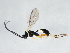  ( - 10BBCHY-0618)  @13 [ ] CreativeCommons - Attribution (2010) CBG Photography Group Centre for Biodiversity Genomics