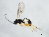  ( - 10BBCHY-0620)  @14 [ ] CreativeCommons - Attribution (2010) CBG Photography Group Centre for Biodiversity Genomics