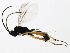  ( - 10BBCHY-0625)  @12 [ ] CreativeCommons - Attribution (2010) CBG Photography Group Centre for Biodiversity Genomics