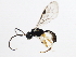  (Polyblastus fulvilinealis - 10BBCHY-0626)  @13 [ ] CreativeCommons - Attribution (2010) CBG Photography Group Centre for Biodiversity Genomics