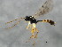  ( - 10BBCHY-0891)  @13 [ ] CreativeCommons - Attribution (2010) CBG Photography Group Centre for Biodiversity Genomics