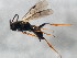  ( - 10BBCHY-0904)  @13 [ ] CreativeCommons - Attribution (2010) CBG Photography Group Centre for Biodiversity Genomics