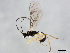  ( - 10BBCHY-0974)  @12 [ ] CreativeCommons - Attribution (2010) CBG Photography Group Centre for Biodiversity Genomics