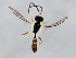  ( - 10BBCHY-0976)  @12 [ ] CreativeCommons - Attribution (2010) CBG Photography Group Centre for Biodiversity Genomics
