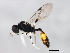  ( - 10BBCHY-1015)  @12 [ ] CreativeCommons - Attribution (2010) CBG Photography Group Centre for Biodiversity Genomics