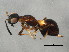  ( - 10BBCHY-1267)  @13 [ ] CreativeCommons - Attribution (2010) CBG Photography Group Centre for Biodiversity Genomics