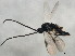  ( - 10BBCHY-1305)  @12 [ ] CreativeCommons - Attribution (2010) CBG Photography Group Centre for Biodiversity Genomics