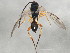  ( - 10BBCHY-1307)  @12 [ ] CreativeCommons - Attribution (2010) CBG Photography Group Centre for Biodiversity Genomics