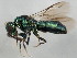  ( - 10BBCHY-1510)  @13 [ ] CreativeCommons - Attribution (2010) CBG Photography Group Centre for Biodiversity Genomics