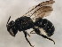  ( - 10BBCHY-1541)  @13 [ ] CreativeCommons - Attribution (2010) CBG Photography Group Centre for Biodiversity Genomics