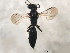  ( - 10BBCHY-1558)  @13 [ ] CreativeCommons - Attribution (2010) CBG Photography Group Centre for Biodiversity Genomics