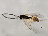  ( - 10BBCHY-1626)  @13 [ ] CreativeCommons - Attribution (2010) CBG Photography Group Centre for Biodiversity Genomics