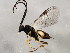  ( - 10BBCHY-1704)  @13 [ ] CreativeCommons - Attribution (2010) CBG Photography Group Centre for Biodiversity Genomics