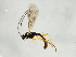  ( - 10BBCHY-1737)  @12 [ ] CreativeCommons - Attribution (2010) CBG Photography Group Centre for Biodiversity Genomics