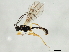  ( - 10BBCHY-1738)  @13 [ ] CreativeCommons - Attribution (2010) CBG Photography Group Centre for Biodiversity Genomics