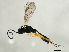  ( - 10BBCHY-1788)  @12 [ ] CreativeCommons - Attribution (2010) CBG Photography Group Centre for Biodiversity Genomics