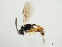  ( - 10BBCHY-1822)  @13 [ ] CreativeCommons - Attribution (2010) CBG Photography Group Centre for Biodiversity Genomics
