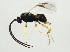  (Protapanteles alaskensis - 10BBCHY-1828)  @13 [ ] CreativeCommons - Attribution (2010) CBG Photography Group Centre for Biodiversity Genomics