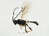  ( - 10BBCHY-1855)  @13 [ ] CreativeCommons - Attribution (2010) CBG Photography Group Centre for Biodiversity Genomics