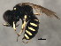  ( - 10BBCHY-1935)  @13 [ ] CreativeCommons - Attribution (2010) CBG Photography Group Centre for Biodiversity Genomics