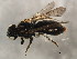  ( - 10BBCHY-1949)  @14 [ ] CreativeCommons - Attribution (2010) CBG Photography Group Centre for Biodiversity Genomics