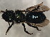  ( - 10BBCHY-1991)  @13 [ ] CreativeCommons - Attribution (2010) CBG Photography Group Centre for Biodiversity Genomics