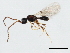  ( - 10BBCHY-2334)  @13 [ ] CreativeCommons - Attribution (2010) CBG Photography Group Centre for Biodiversity Genomics