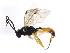  (Phygadeuon cephalotes - 10BBCHY-2413)  @14 [ ] CreativeCommons - Attribution (2010) CBG Photography Group Centre for Biodiversity Genomics