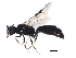  ( - 10BBCHY-2432)  @14 [ ] CreativeCommons - Attribution (2010) CBG Photography Group Centre for Biodiversity Genomics