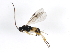  ( - 10BBCHY-2461)  @13 [ ] CreativeCommons - Attribution (2010) CBG Photography Group Centre for Biodiversity Genomics