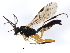  ( - 10BBCHY-2604)  @13 [ ] CreativeCommons - Attribution (2010) CBG Photography Group Centre for Biodiversity Genomics