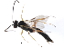  ( - 10BBCHY-2667)  @13 [ ] CreativeCommons - Attribution (2010) CBG Photography Group Centre for Biodiversity Genomics