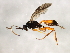  ( - 10BBCHY-2769)  @13 [ ] CreativeCommons - Attribution (2010) CBG Photography Group Centre for Biodiversity Genomics