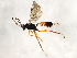  ( - 10BBCHY-2770)  @13 [ ] CreativeCommons - Attribution (2010) CBG Photography Group Centre for Biodiversity Genomics