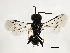  ( - 10BBCHY-2816)  @13 [ ] CreativeCommons - Attribution (2010) CBG Photography Group Centre for Biodiversity Genomics