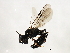  ( - 10BBCHY-2818)  @13 [ ] CreativeCommons - Attribution (2010) CBG Photography Group Centre for Biodiversity Genomics