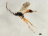  ( - 10BBCHY-2830)  @13 [ ] CreativeCommons - Attribution (2010) CBG Photography Group Centre for Biodiversity Genomics