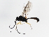  ( - 10BBCHY-3070)  @13 [ ] CreativeCommons - Attribution (2011) CBG Photography Group Centre for Biodiversity Genomics